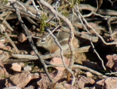 Ammospermophilus harrisii