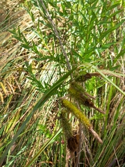 Carex fascicularis