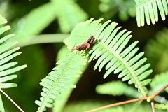 Traulia azureipennis