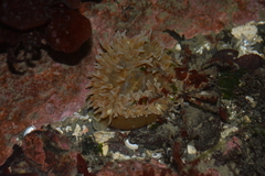 Urticina clandestina