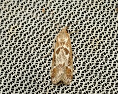 Syntonarcha iriastis