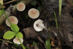 Mycena metata