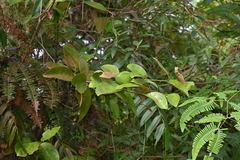 Dendrophthoe pentandra