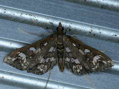 Ischnurges illustralis
