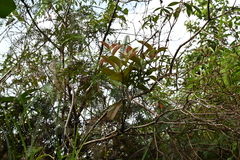 Dendrophthoe pentandra