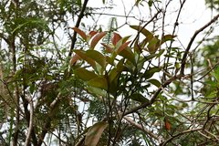 Dendrophthoe pentandra