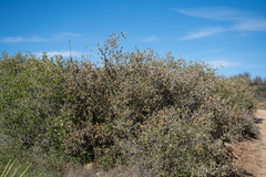 Quercus cornelius-mulleri