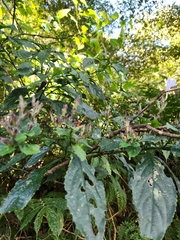 Strobilanthes flexicaulis