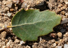 Quercus cornelius-mulleri