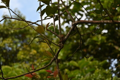 Dendrophthoe pentandra