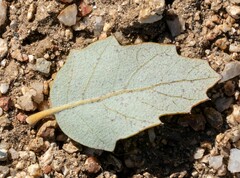 Quercus cornelius-mulleri