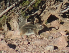 Ammospermophilus harrisii