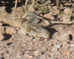 Ammospermophilus harrisii