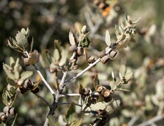 Quercus cornelius-mulleri