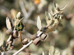 Quercus cornelius-mulleri