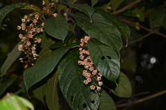 Sterculia rubiginosa