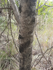 Dolichandrone falcata