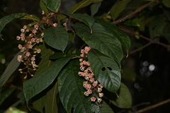 Sterculia rubiginosa
