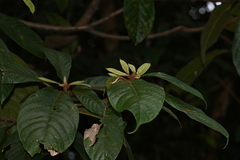 Sterculia rubiginosa
