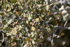Quercus cornelius-mulleri