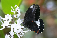 Papilio ambrax