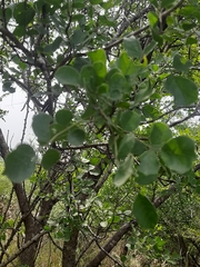 Dolichandrone falcata