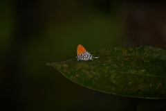 Drupadia ravindra