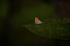 Drupadia ravindra