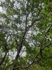 Dolichandrone falcata