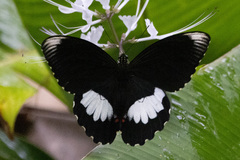 Papilio ambrax