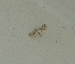 Parapoynx diminutalis