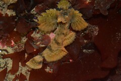 Nautichthys oculofasciatus