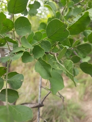 Dolichandrone falcata