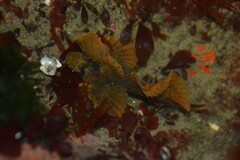 Nautichthys oculofasciatus