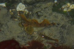 Nautichthys oculofasciatus