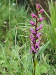 Disperis tysonii