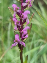 Disperis tysonii