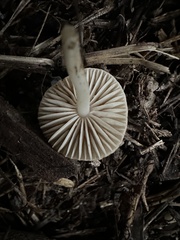 Marasmius albogriseus