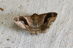 Bastilla solomonensis