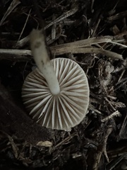 Marasmius albogriseus