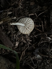 Marasmius albogriseus