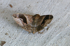 Bastilla solomonensis