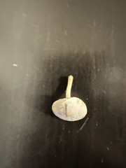 Marasmius albogriseus