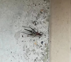 Homoeoxipha lycoides