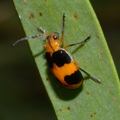 Aulacophora hilaris