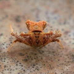 Arkys dilatatus