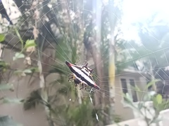 Gasteracantha geminata