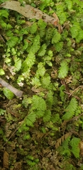 Hymenophyton flabellatum