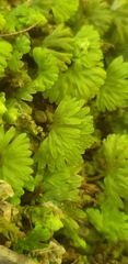 Hymenophyton flabellatum