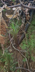 Dawsonia